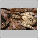 Anyphaena accentuata - Zartspinne w05 7mm.jpg